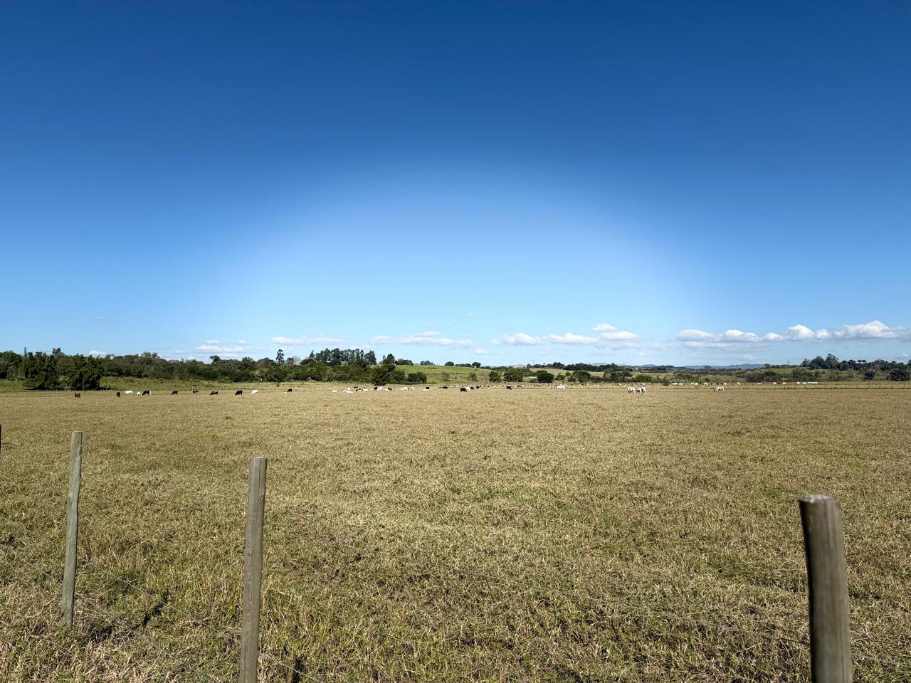 Gado pastando na Fazenda Marajoara em Caçapava, SP — área de pecuária com cercas e pasto verde