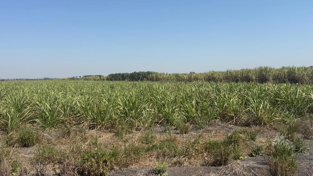Plantação de cana-de-açúcar na Fazenda Marajoara em Caçapava, SP — área produtiva de 435 hectares