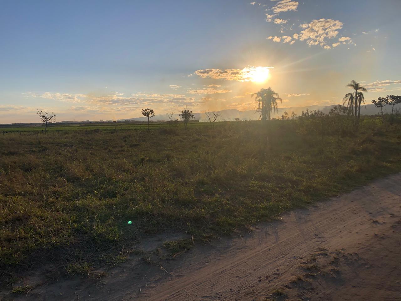 Pôr do sol com palmeiras e estrada de terra na Fazenda Marajoara — Caçapava, Vale do Paraíba